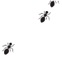 Ants
