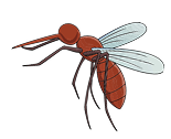 Mosquito