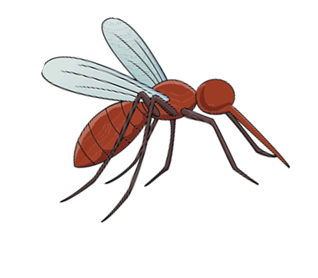 Mosquito