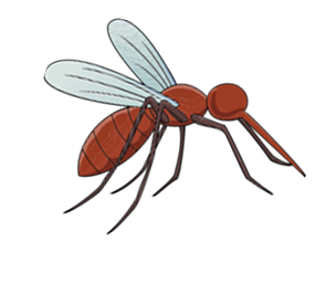 Mosquito