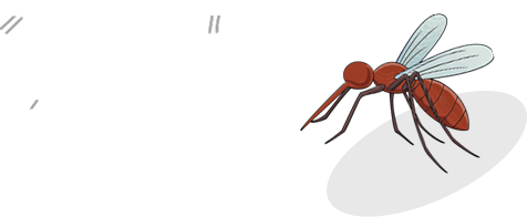 Ants