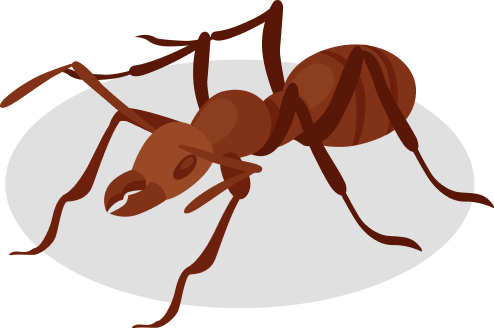 Ants