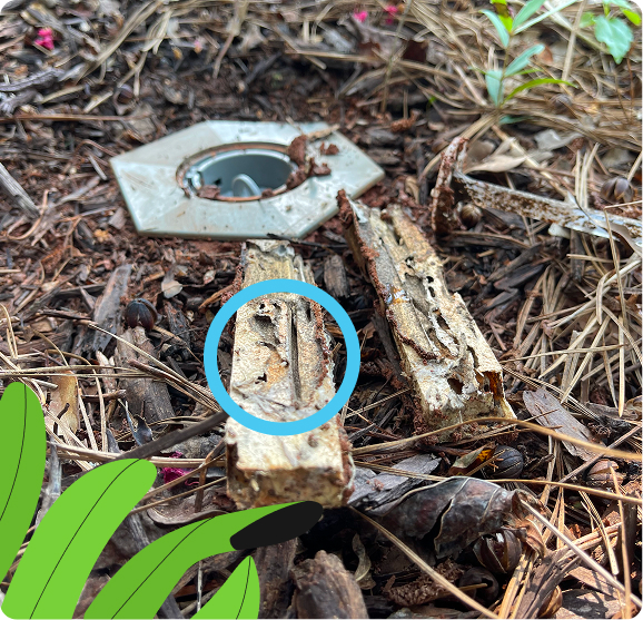 Identifying termites in the woods