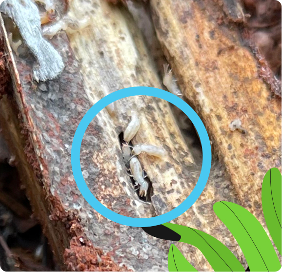 Identifying termites in the woods