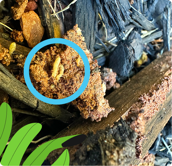 Identifying termites in the woods